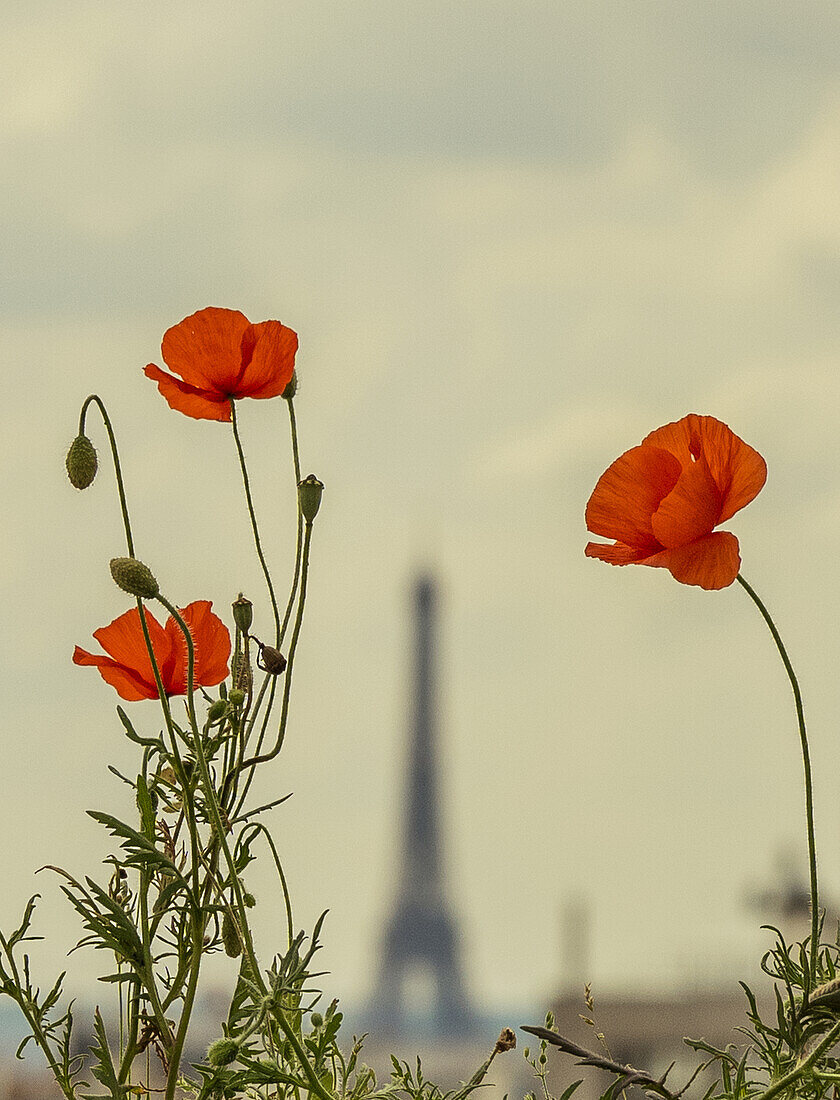 Red flowers and Eiffel tower