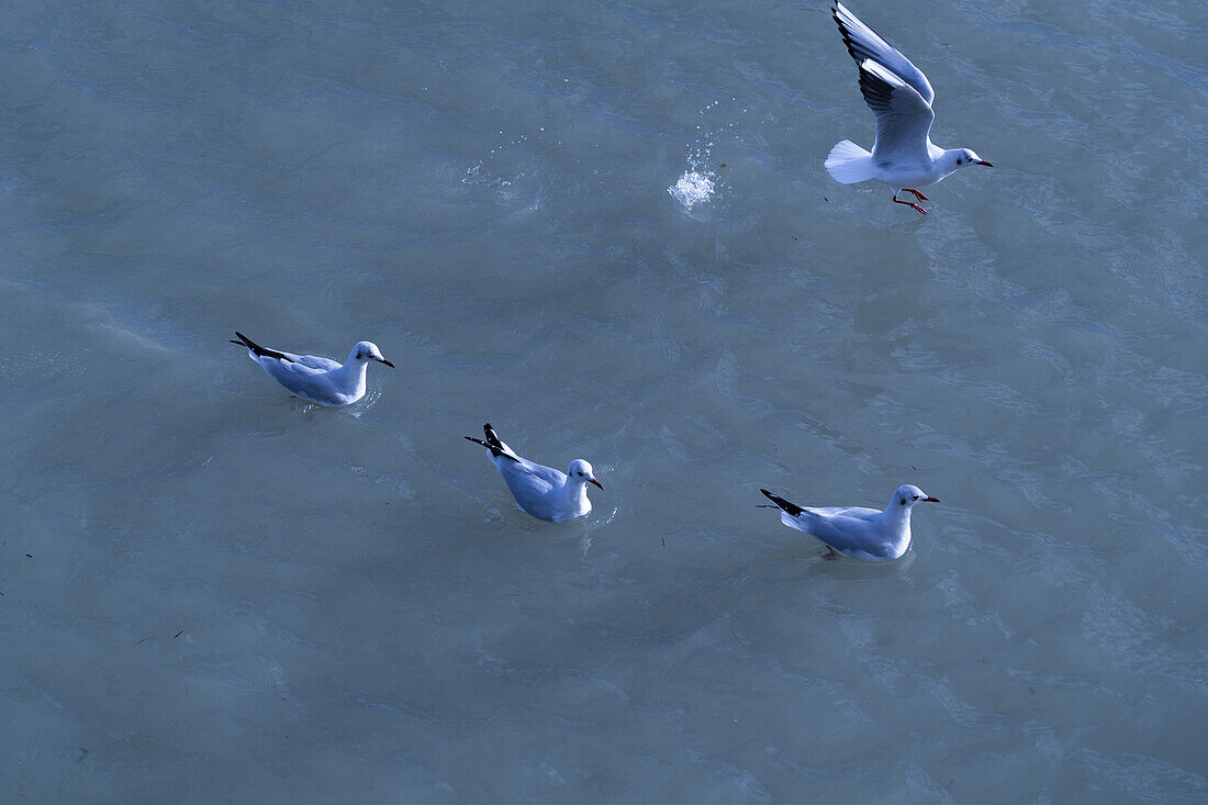 Vögel im Wasser