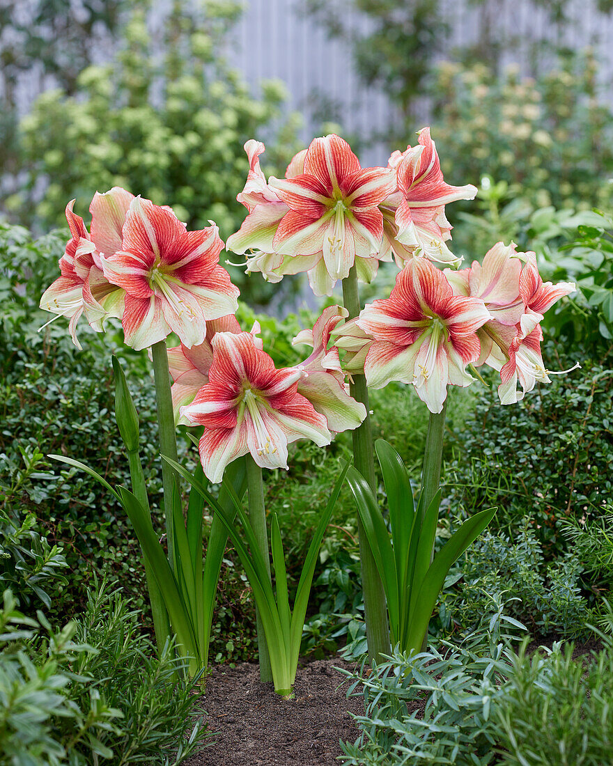 Hippeastrum Duet Dream