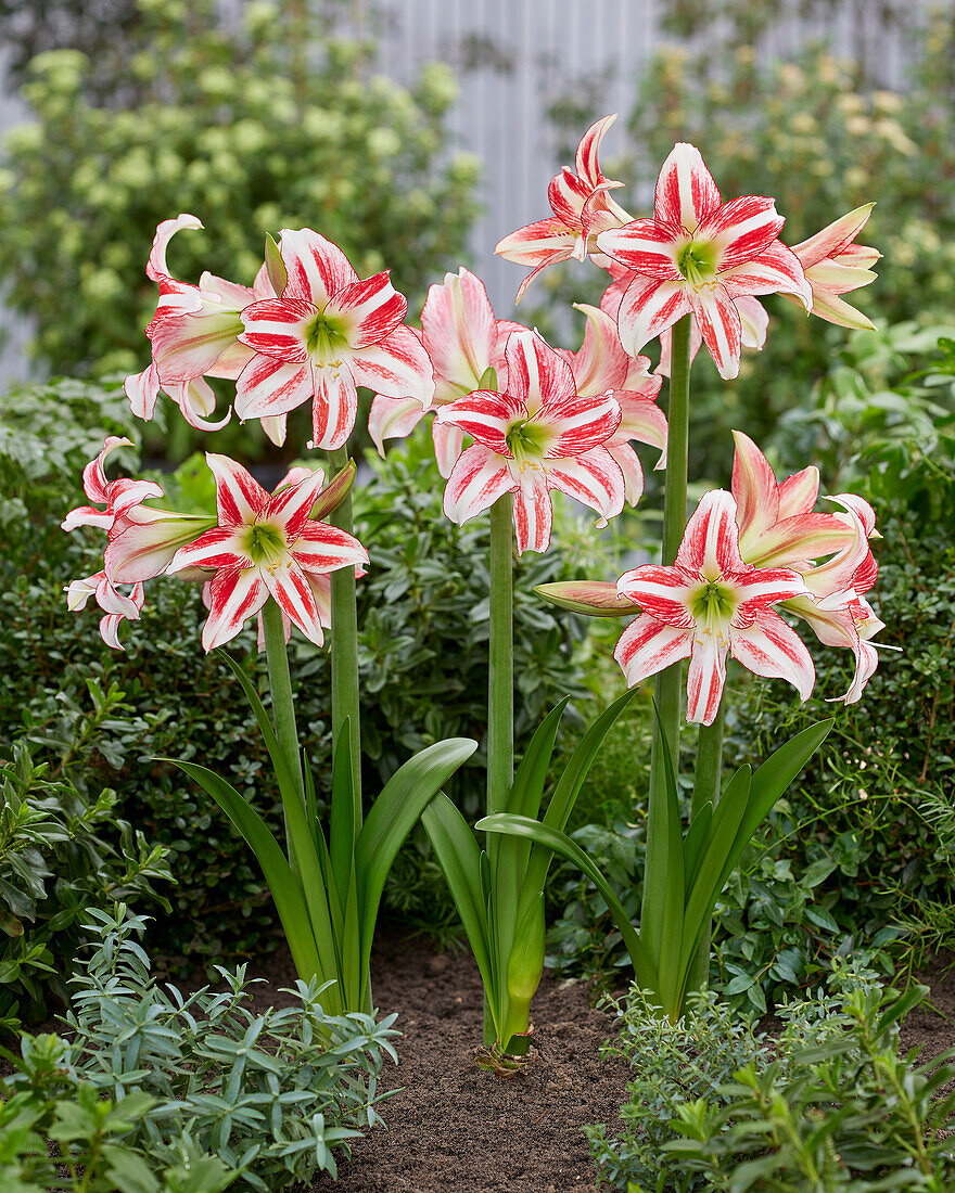 Hippeastrum Strawberry Ice