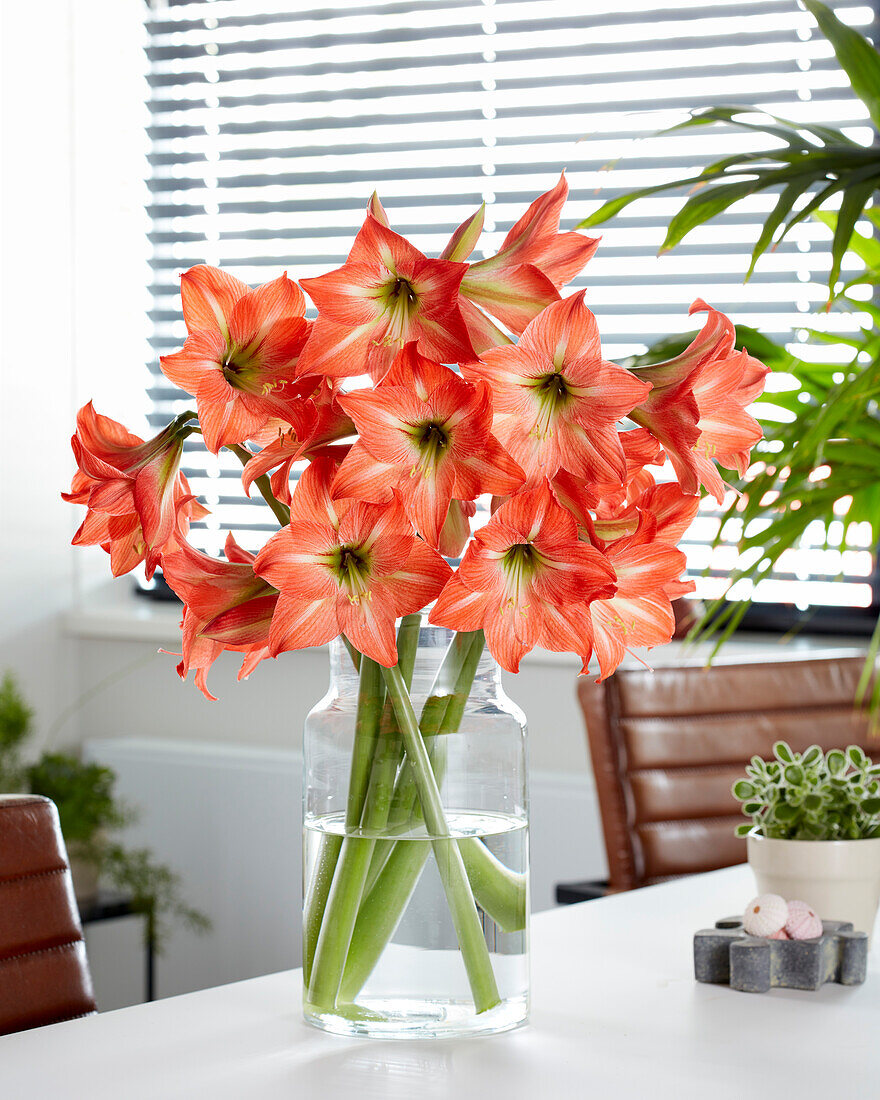 Hippeastrum Mango Charm