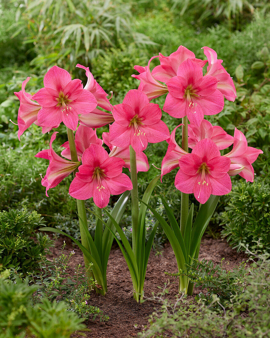 Hippeastrum Pretty in Pink