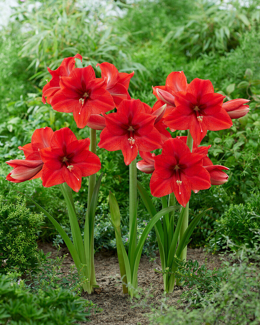 Hippeastrum Ayers Rock