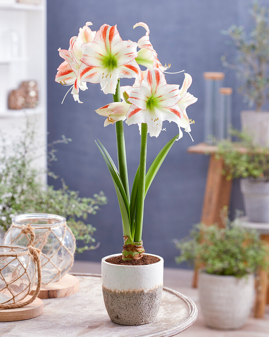 Hippeastrum Discovery