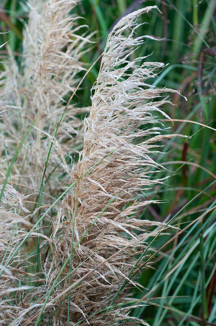 Cortaderia selloana Goldener Kobold