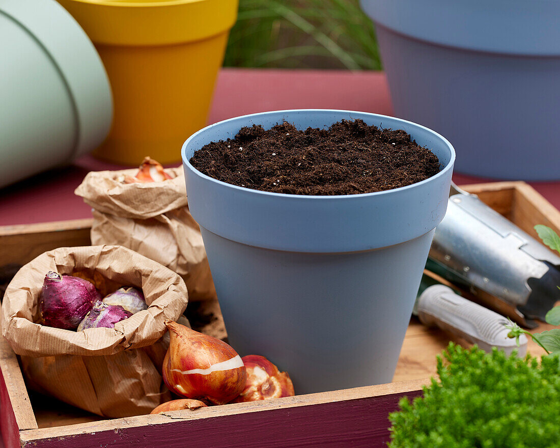 Planting spring flowering bulbs