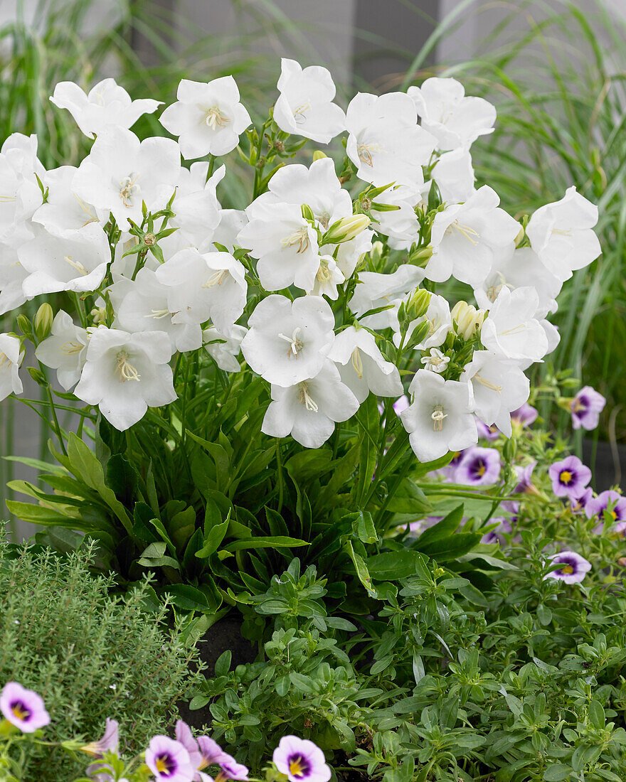 Campanula persicifolia Belladonna White®