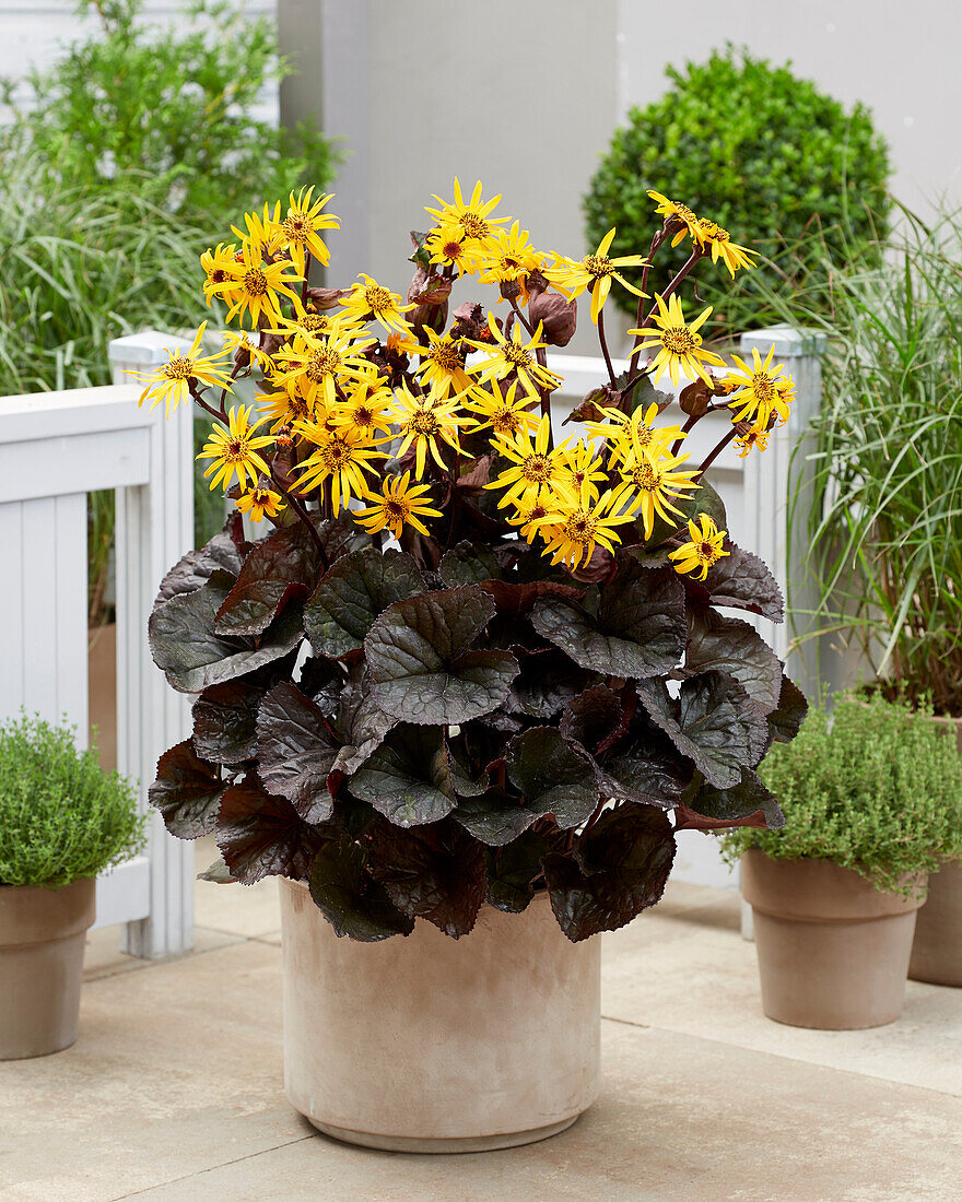 Ligularia dentata Britt-Marie Crawford