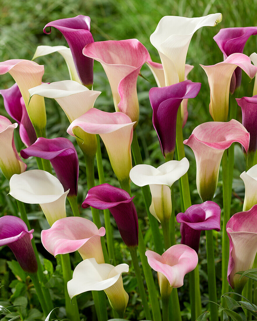 Zantedeschia-Mischung