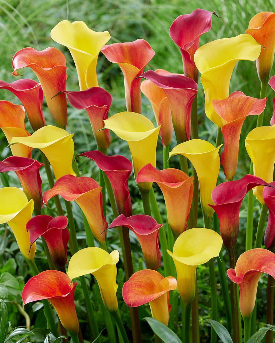 Zantedeschia blend