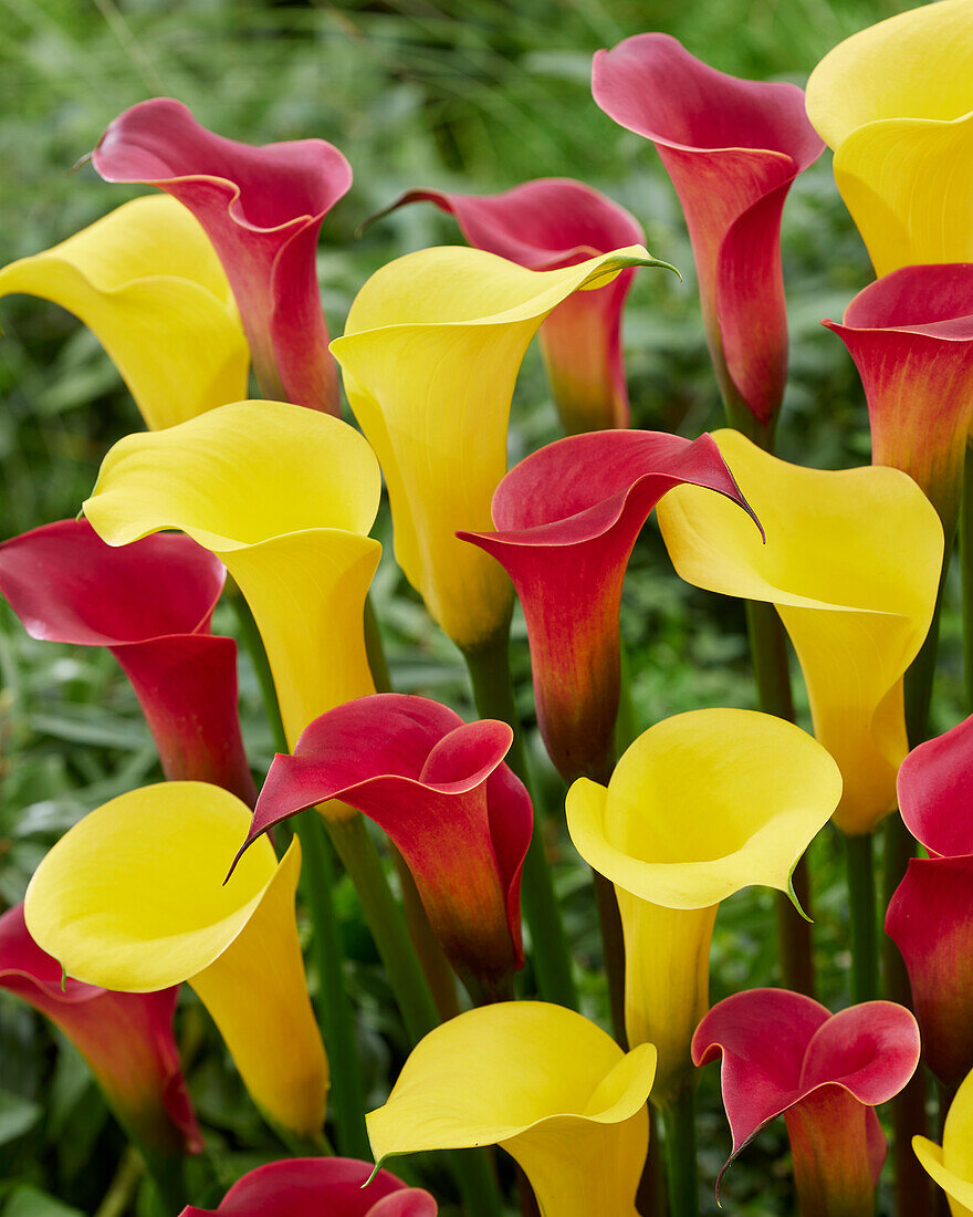 Zantedeschia Gold Medal, Red Charm