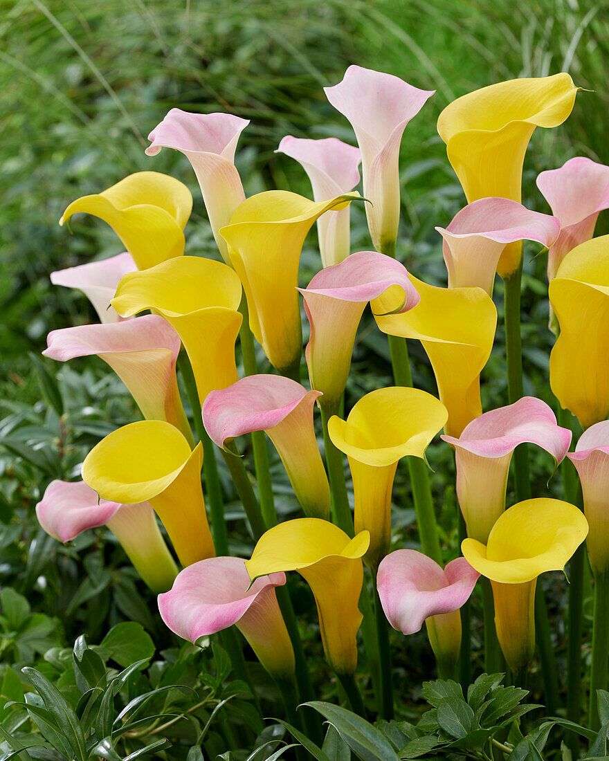 Zantedeschia Manila, Gold Medal