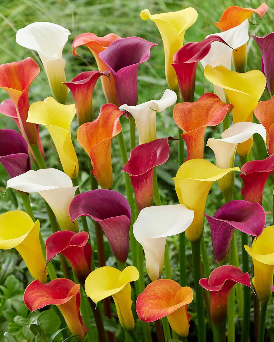 Zantedeschia-Mischung