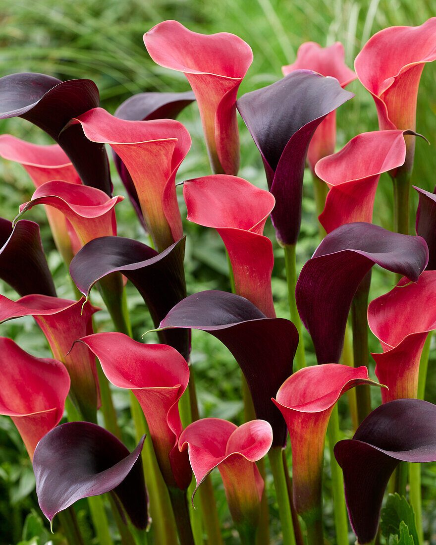 Zantedeschia Captain Carrera, Red Charm