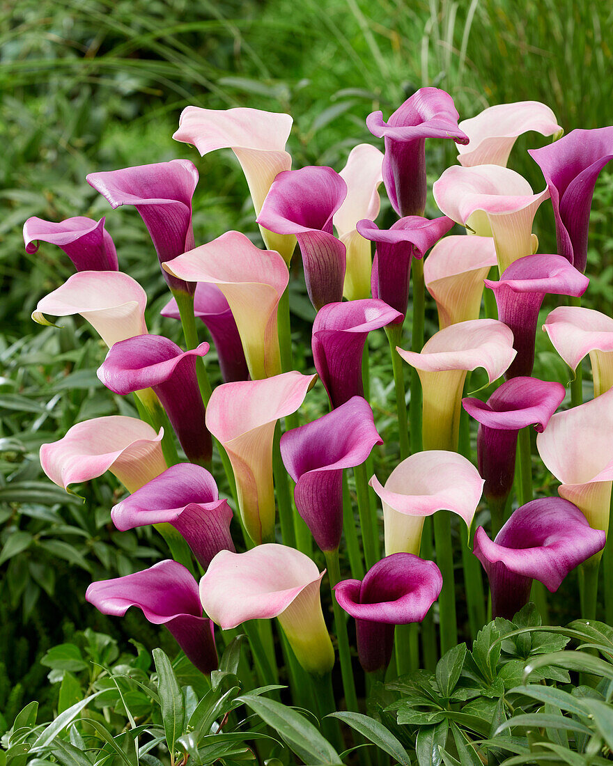 Zantedeschia Manila, Durban