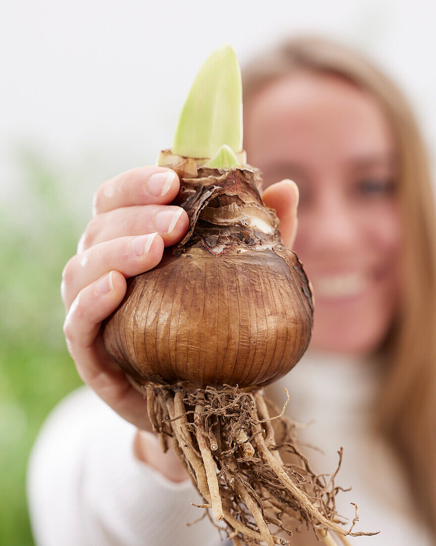 Young lady holding Amaryllis bulb