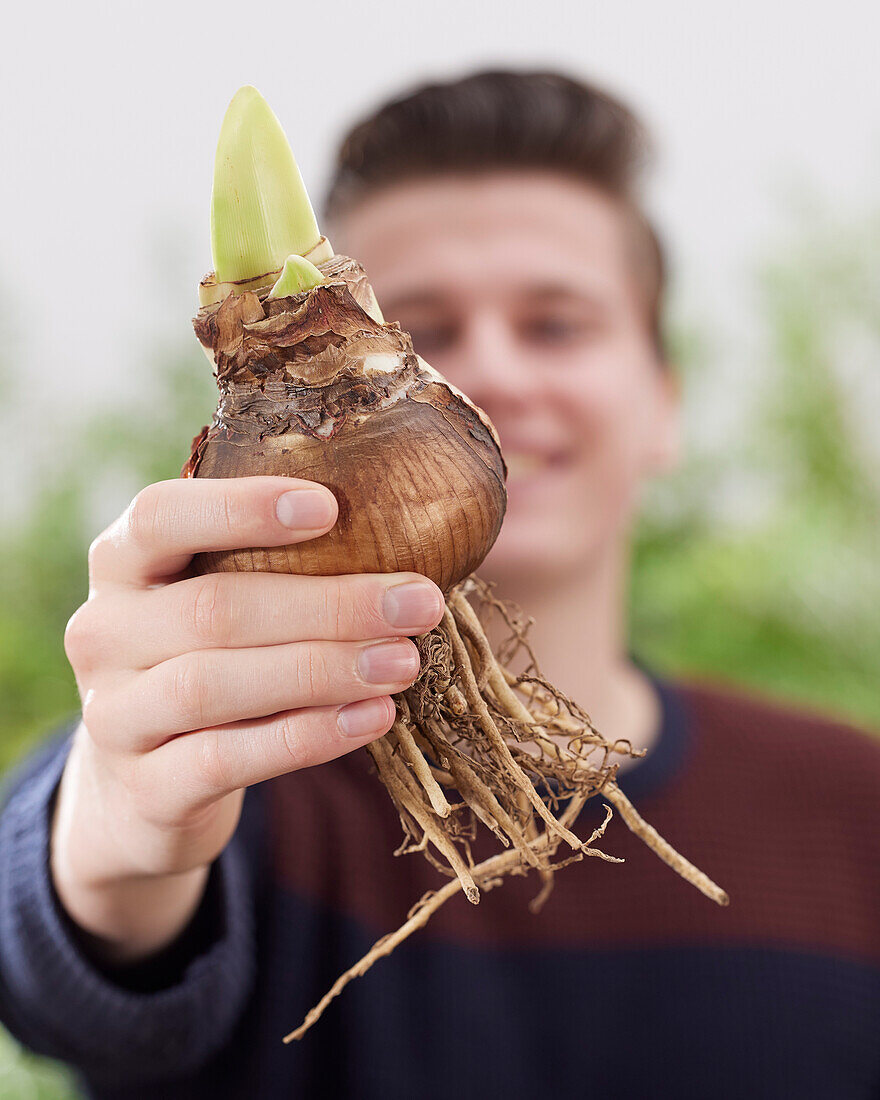 Amaryllis bulb