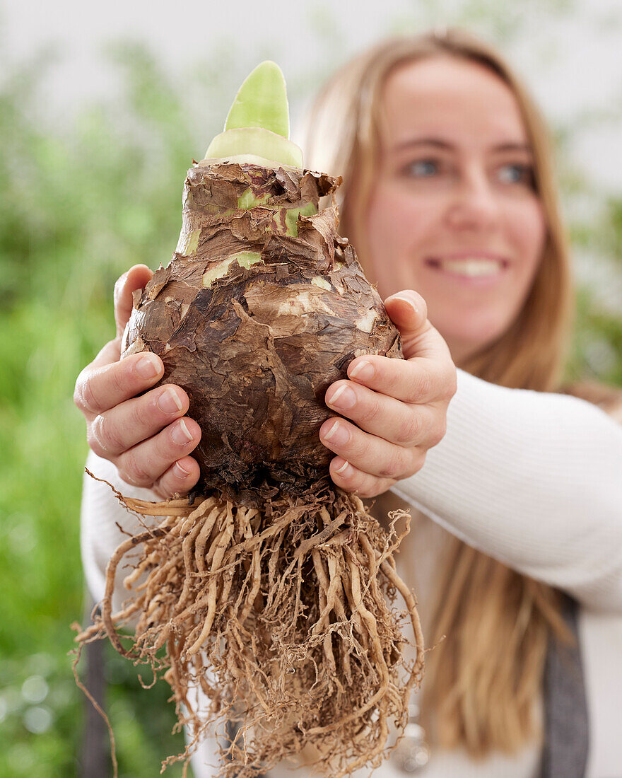 Young lady holding Amaryllis bulb