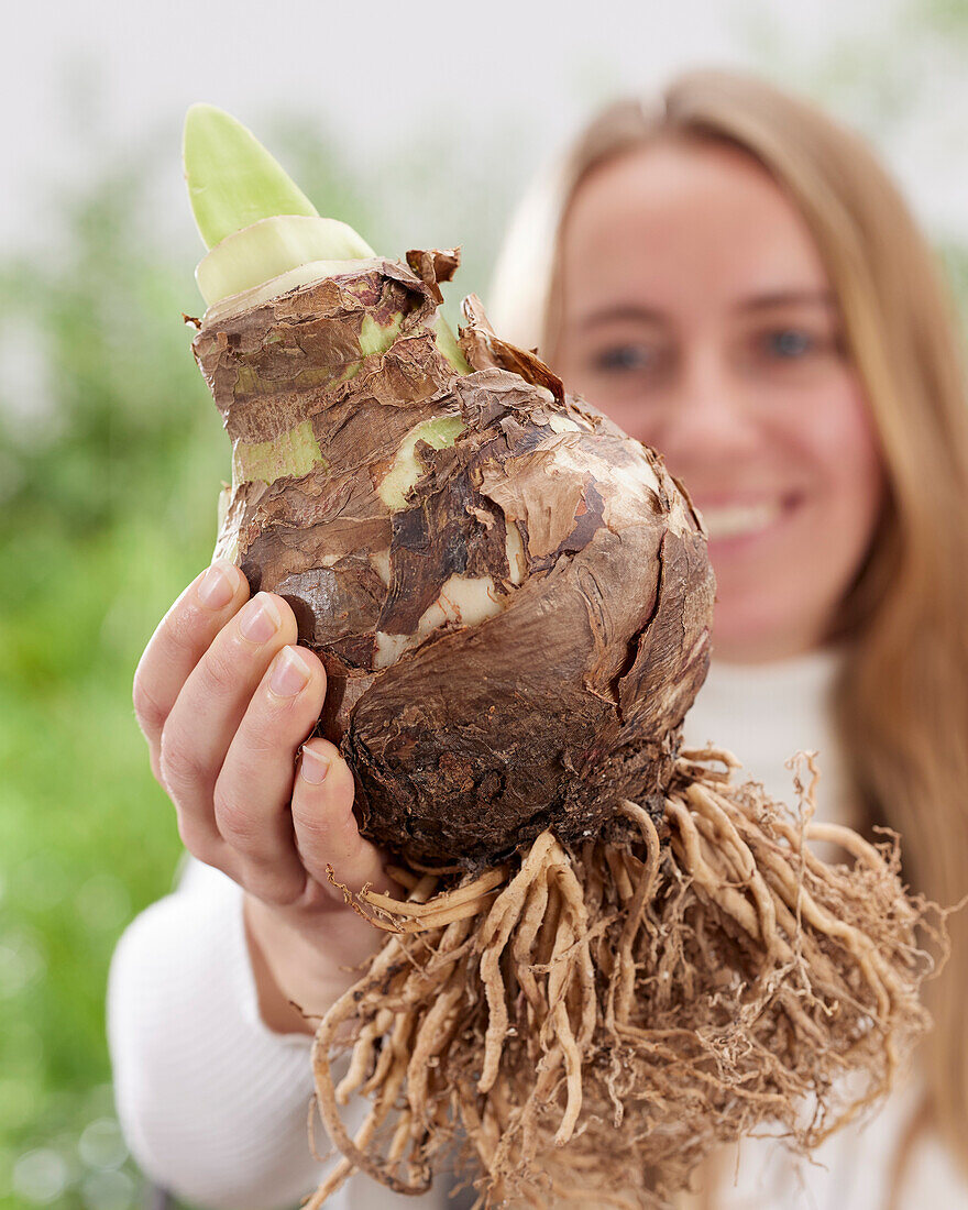 Junge Dame mit Amaryllis-Zwiebel