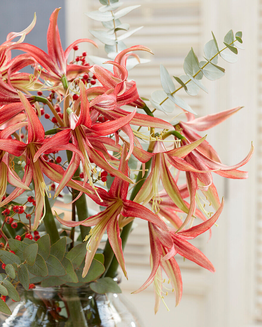 Hippeastrum Tango