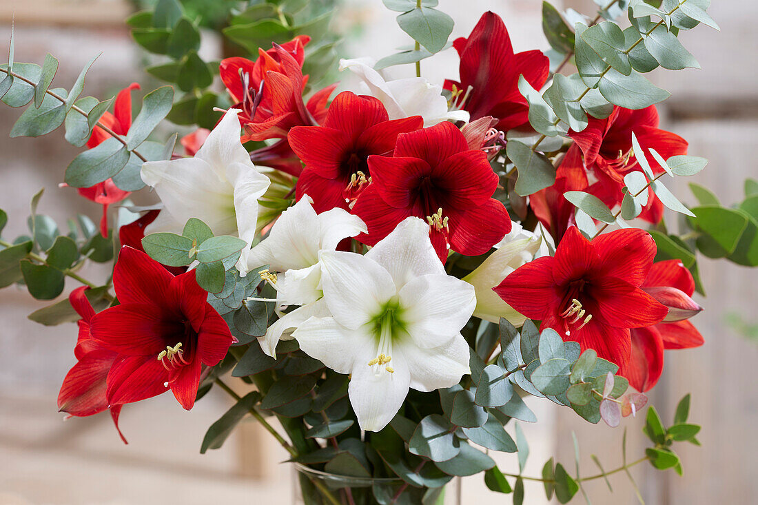 Mixed amaryllis bouquet