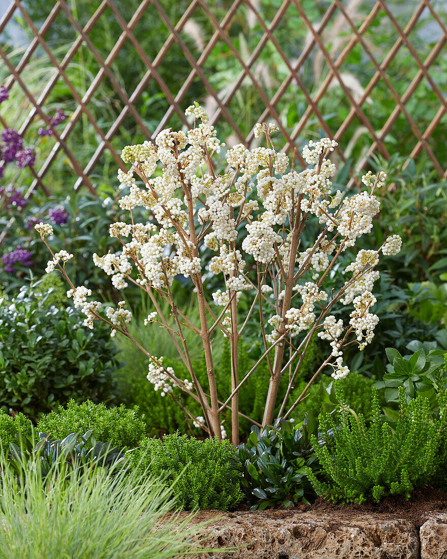 Callicarpa bodinieri Snowstar