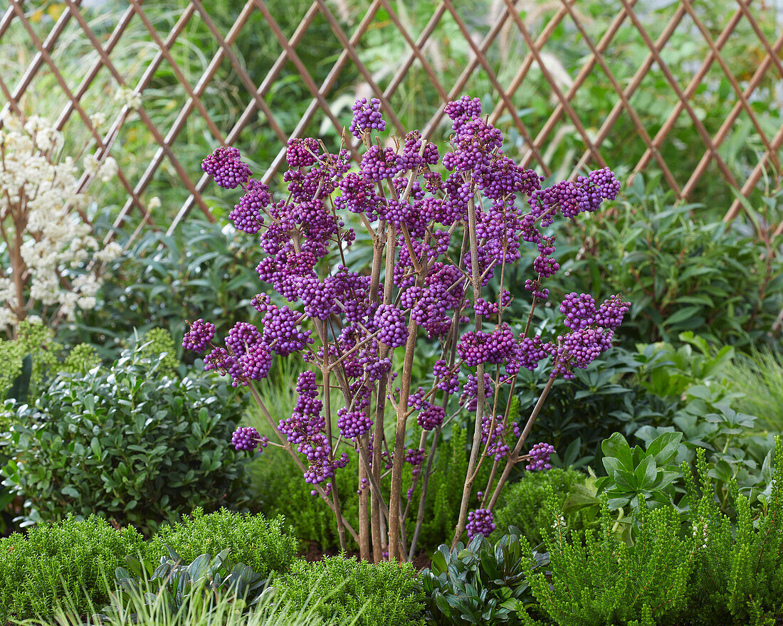 Callicarpa bodinieri Profusion