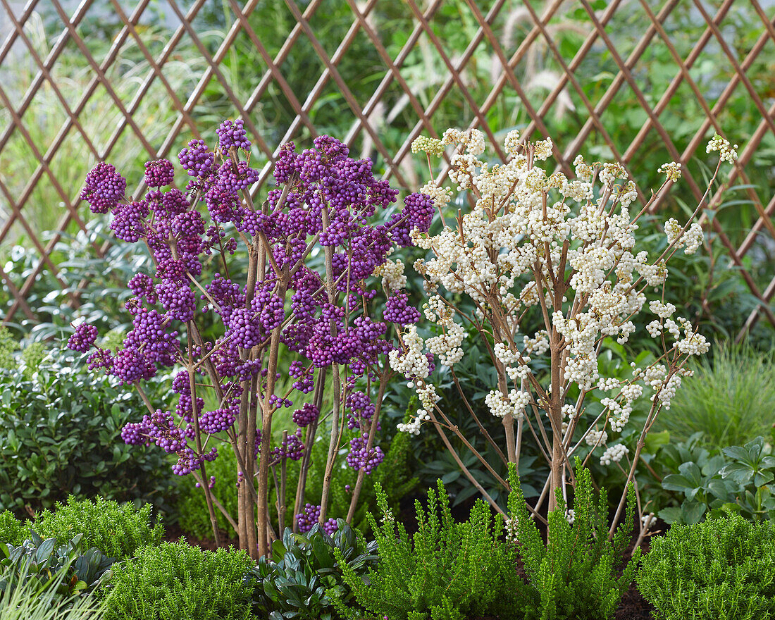 Callicarpa bodinieri Snowstar, Profusion