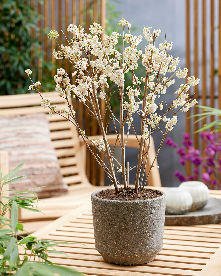 Callicarpa bodinieri Snowstar