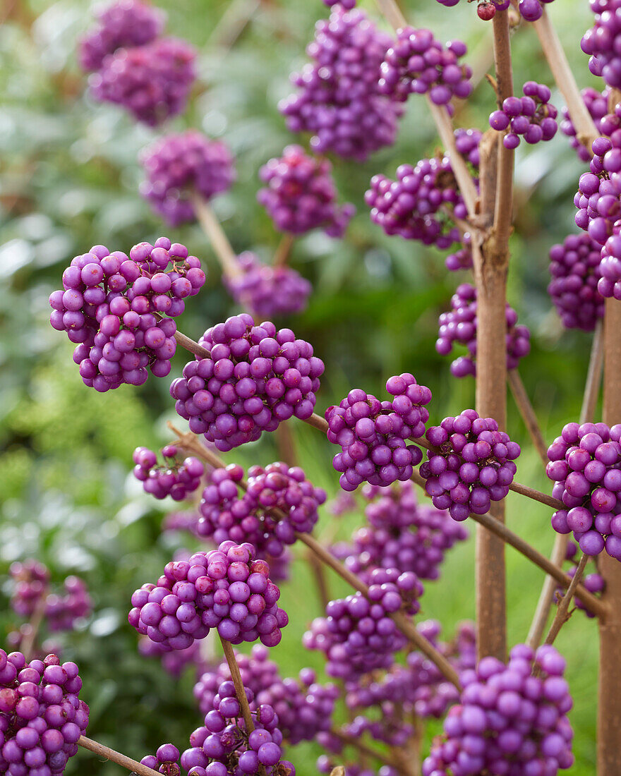 Callicarpa bodinieri Profusion