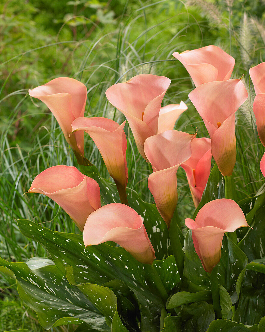 Zantedeschia Auckland