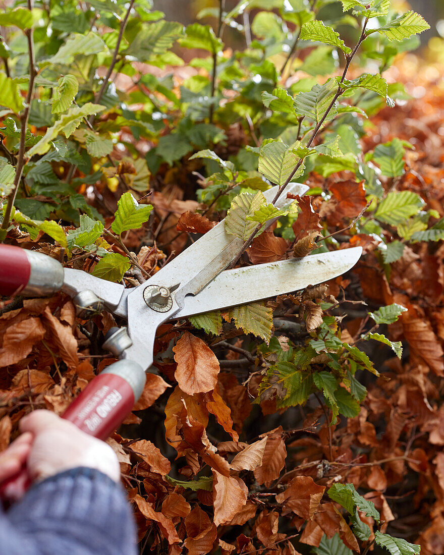 Pruning a beech hedge