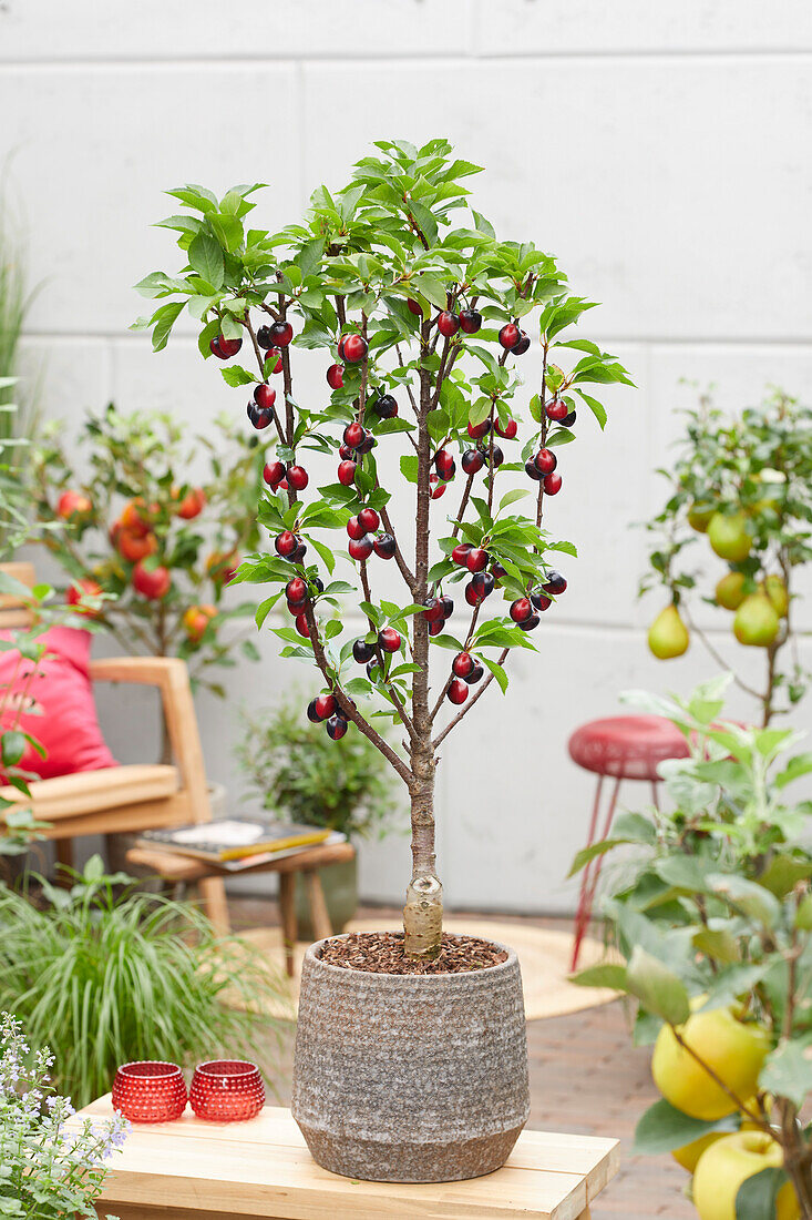 Prunus avium Cherry Boop