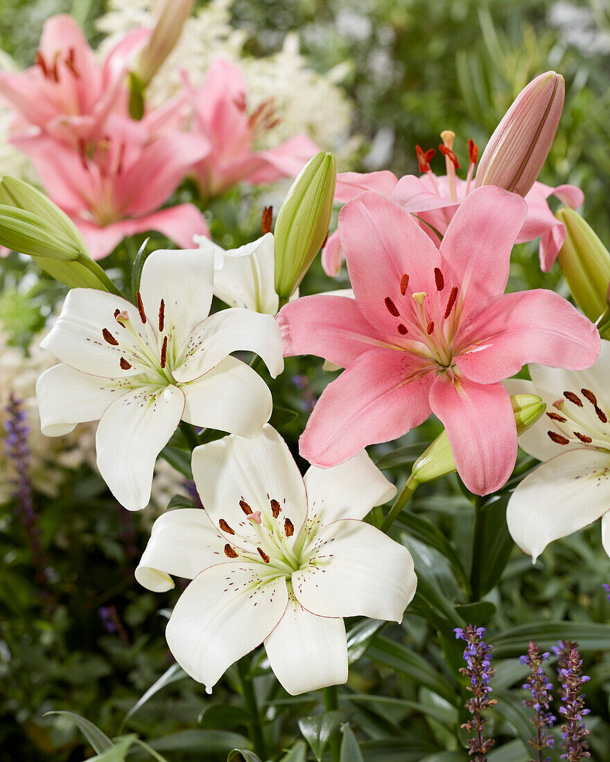 Lilium Eyeliner, Brindisi