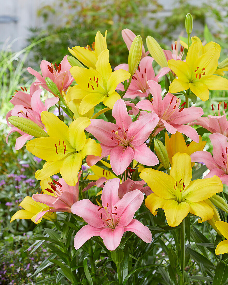 Lilium Nashville, Brindisi (lilies)