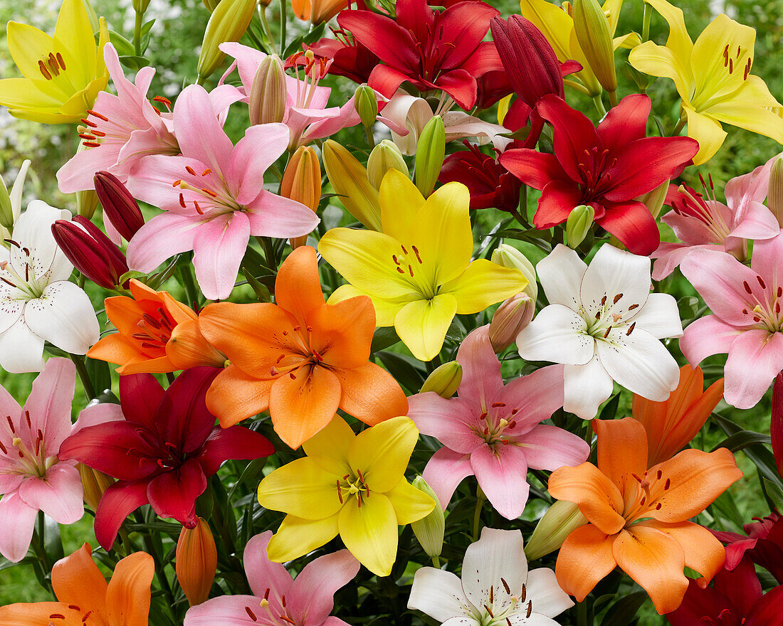 Lilium mixed