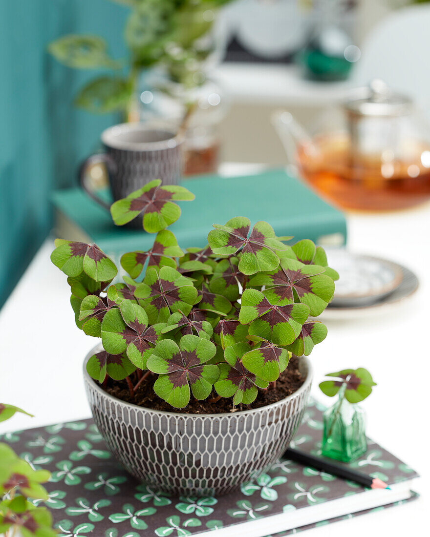 Oxalis tetraphylla Iron Cross