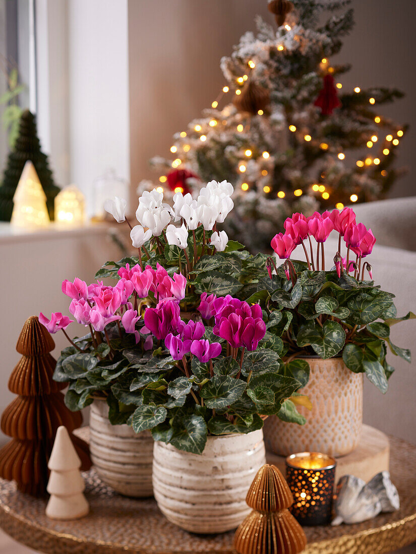 Cyclamen-Sammlung in weihnachtlicher Umgebung