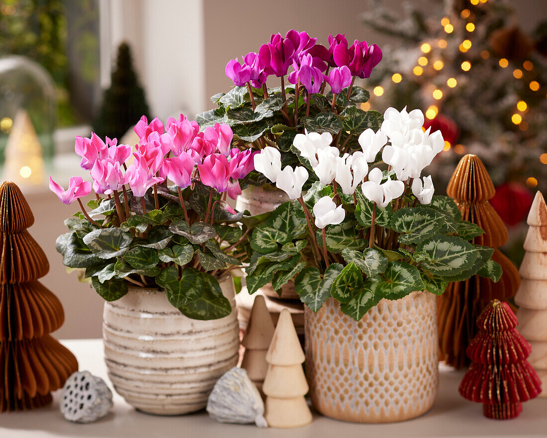 Cyclamen-Sammlung in weihnachtlicher Umgebung