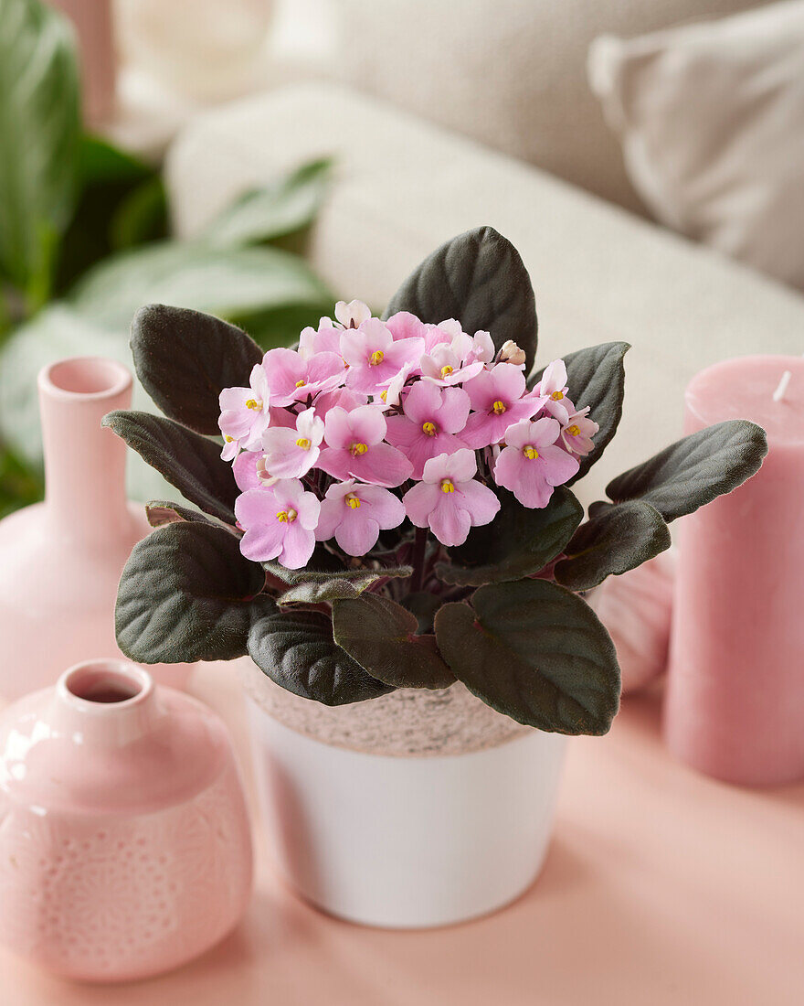 Saintpaulia rosa - African Violet