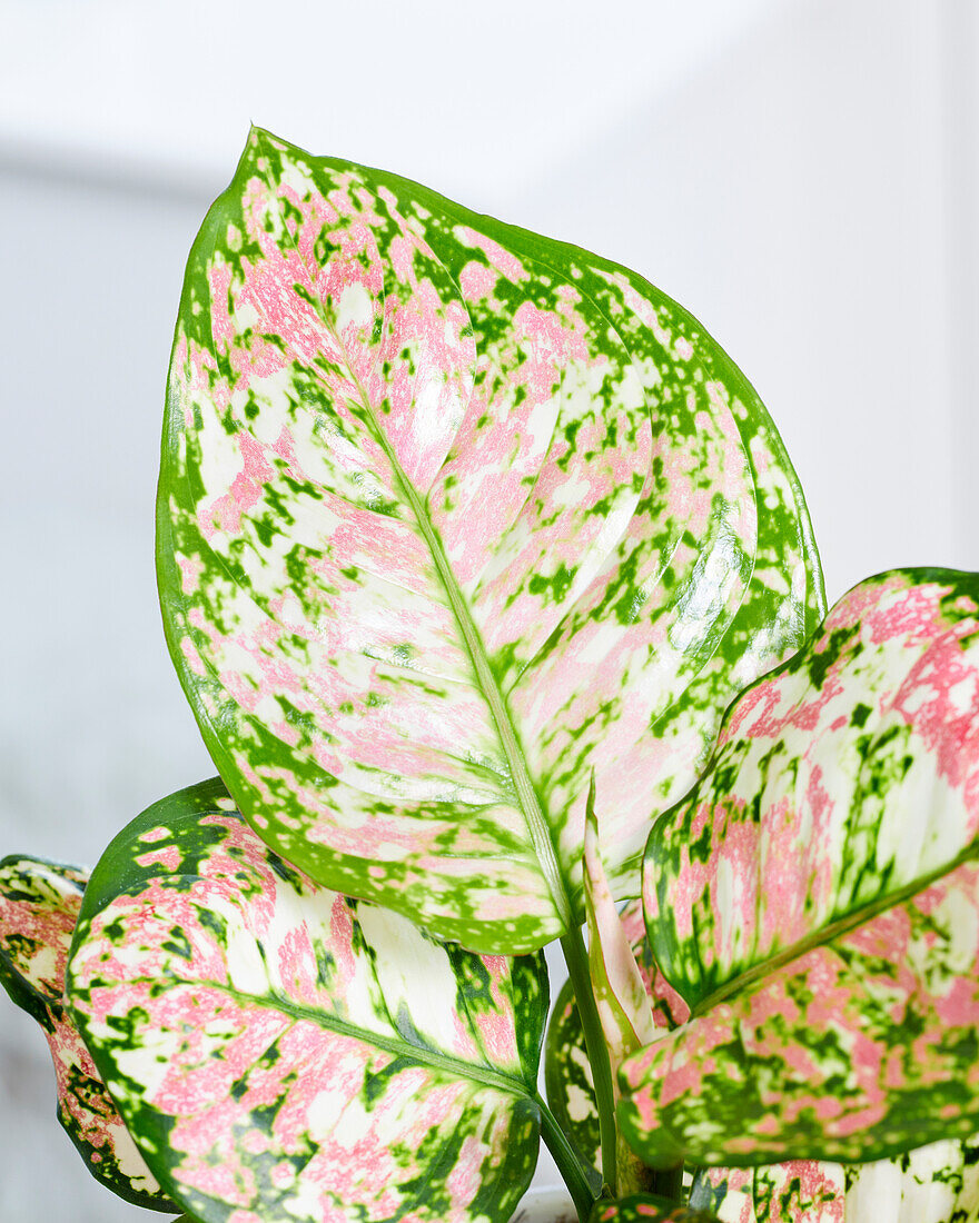 Aglaonema Jazzy Red