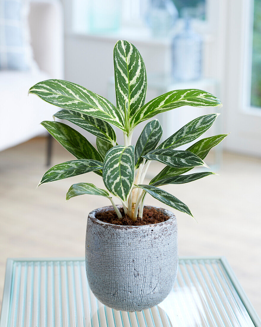 Aglaonema Efeugrün