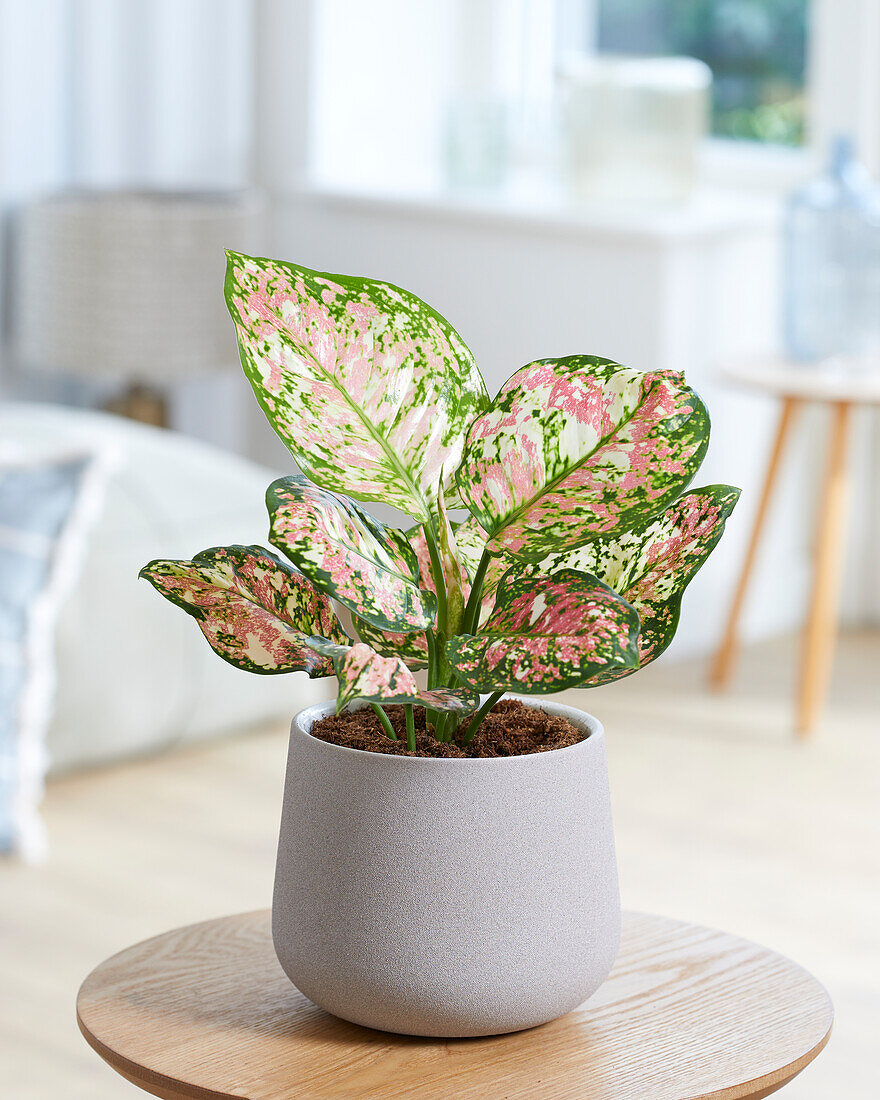 Aglaonema Jazzy Red