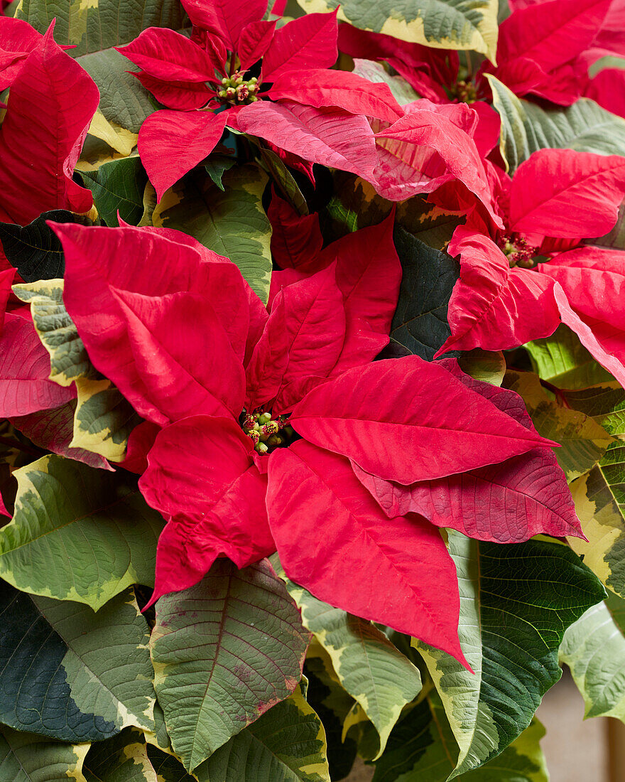 Euphorbia pulcherrima Red Tapestry