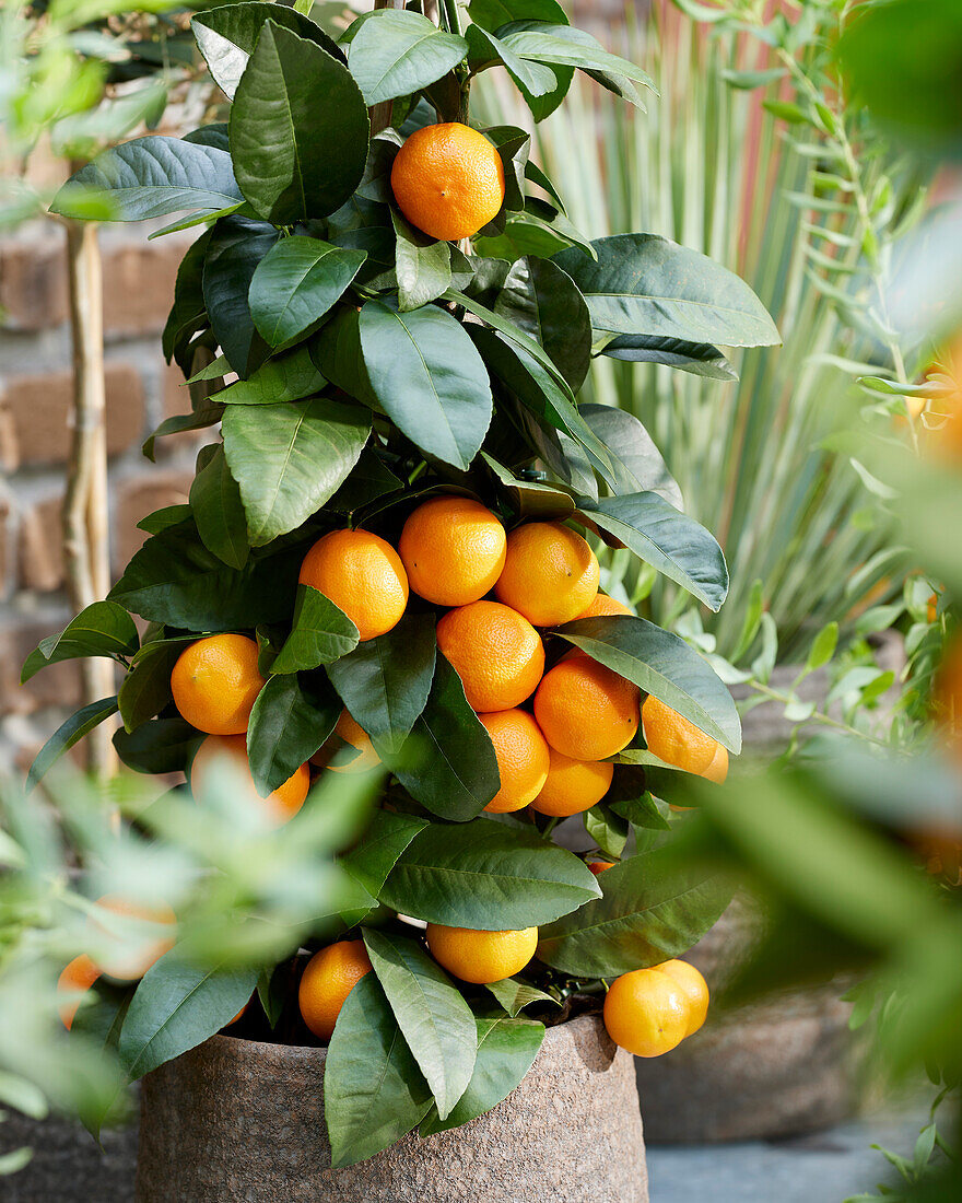 Citrus microcarpa