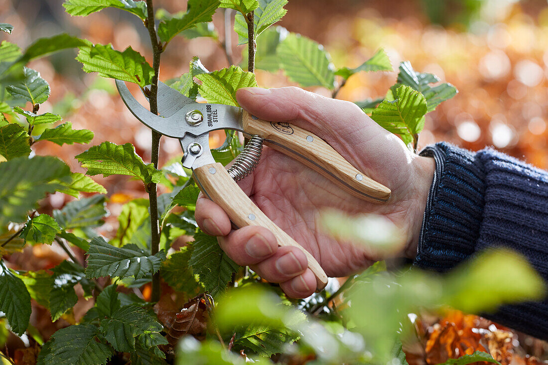 Pruning beech hedge