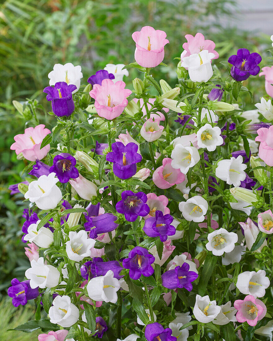 Campanula medium Champion mix