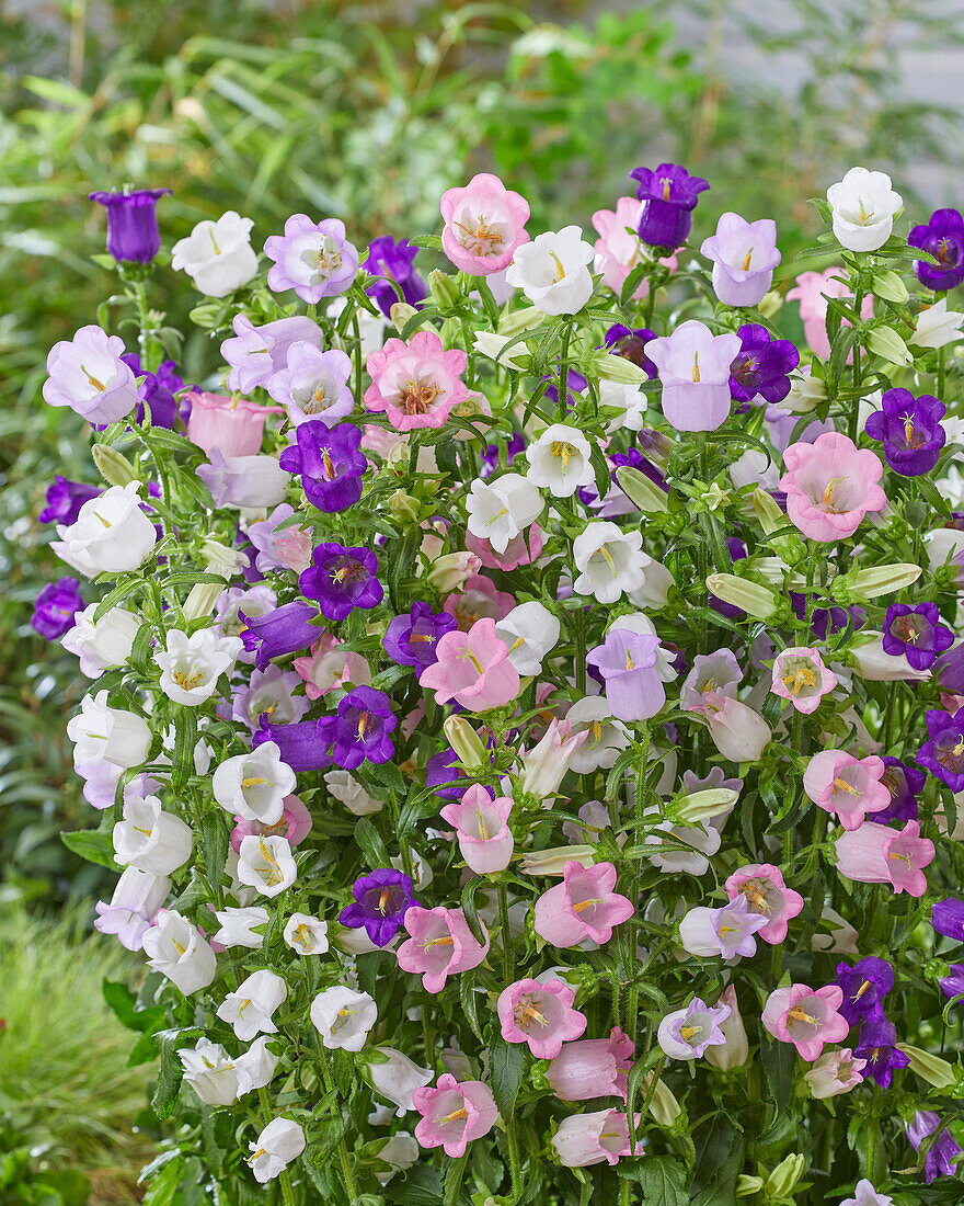 Campanula mittel Champion mix