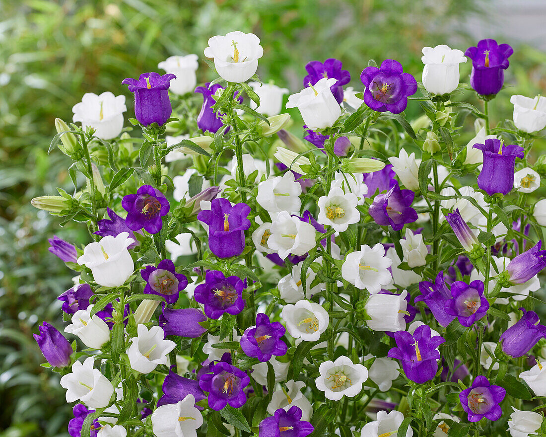 Campanula mittel Champion Kombination