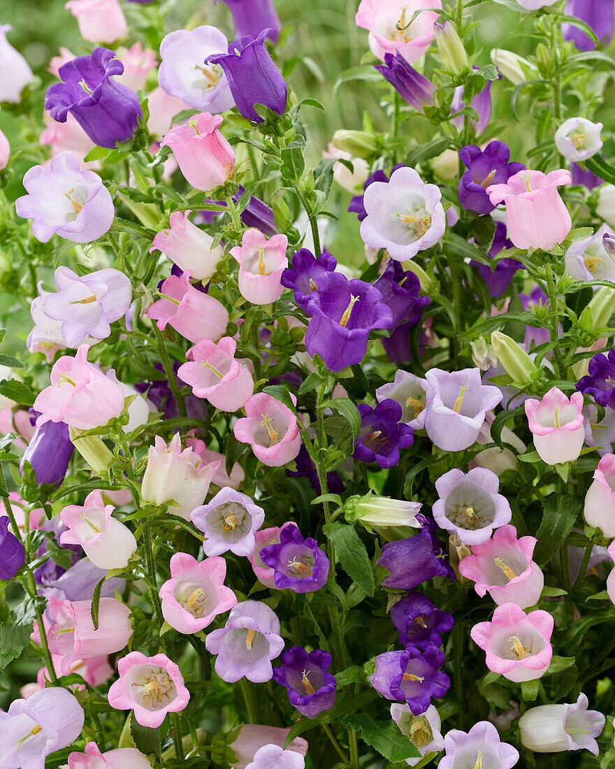 Campanula medium Champion mix